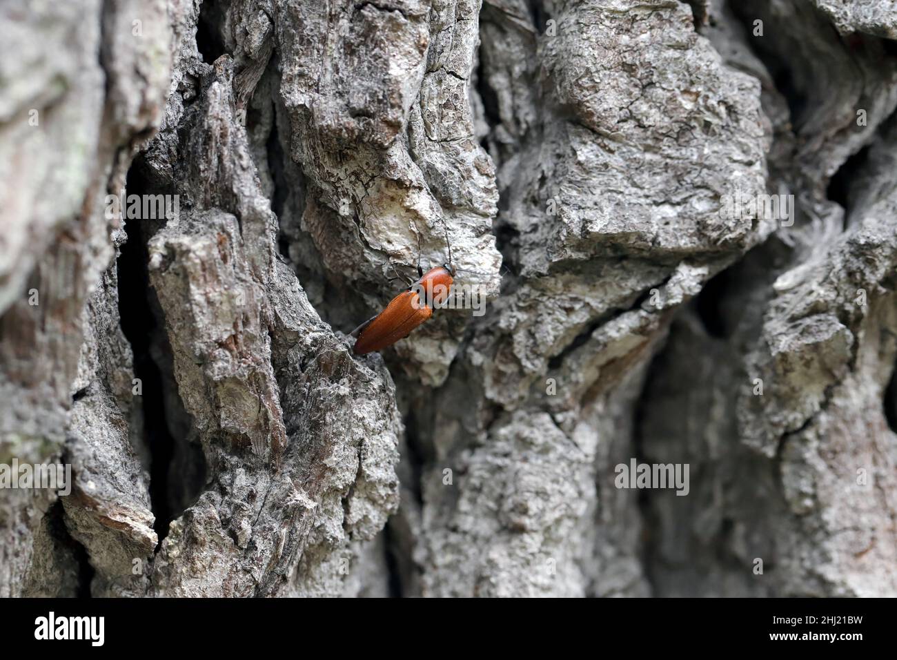 Die Nahaufnahme des Elater ferrugineus, der rostige Klickkäfer auf einer Eiche Stockfoto