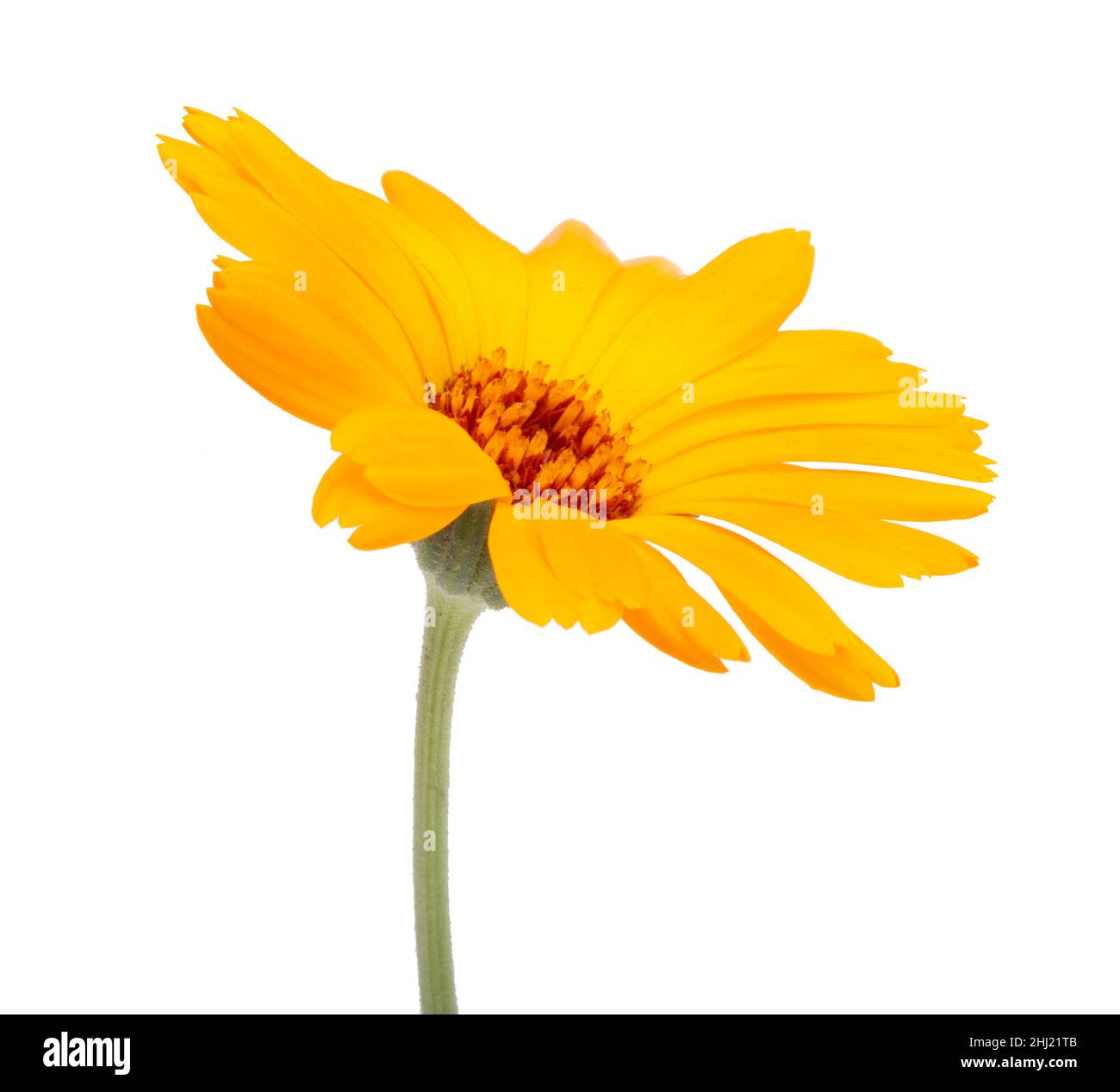 Frische Ringelblume isoliert auf weißem Hintergrund Stockfoto