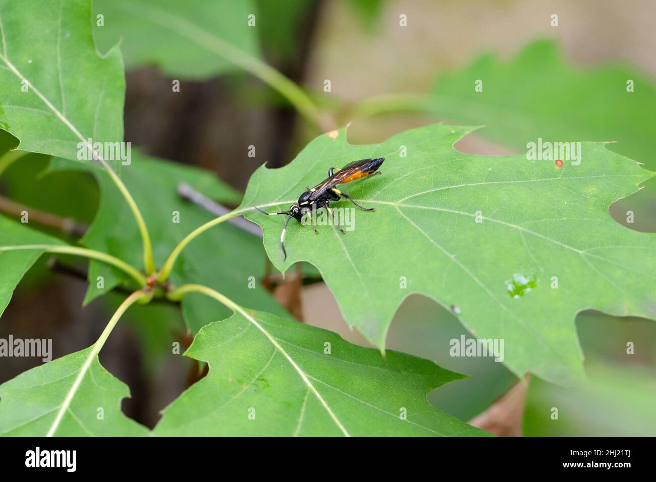 Hymenoptera der Familie Ichneumonidae auf einem roten Eichenblatt. Dies sind bekannte Parasitoide von Pflanzenschädlingen. Stockfoto