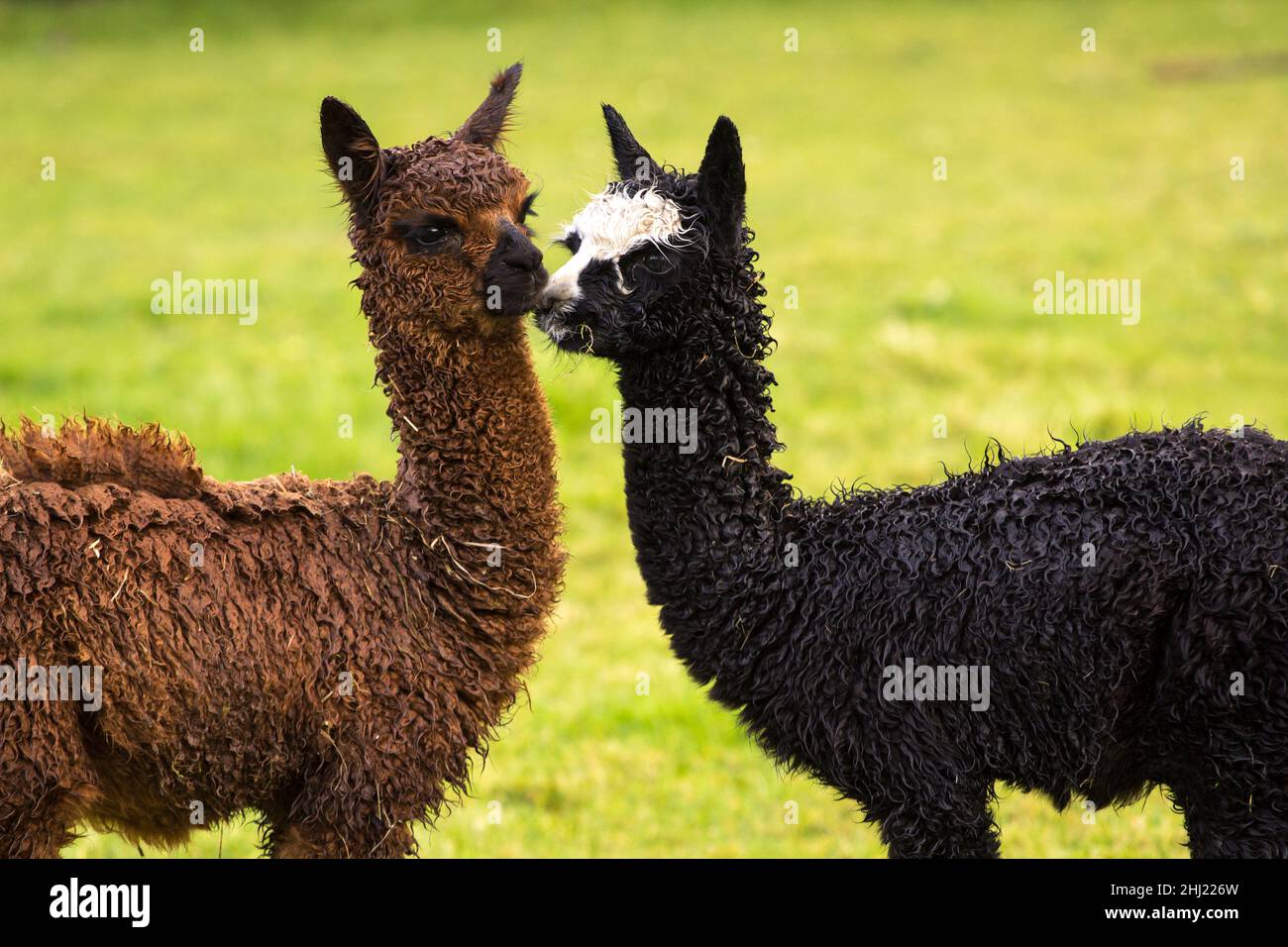 Niedliche Alpaka-Babys auf einem Bauernhof Stockfoto