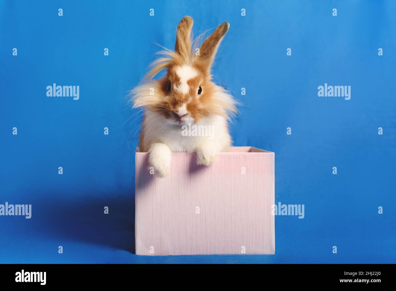 Ein schönes Kaninchen, das in einer rosa Geschenk-Box mit blauem Hintergrund sitzt. Stockfoto