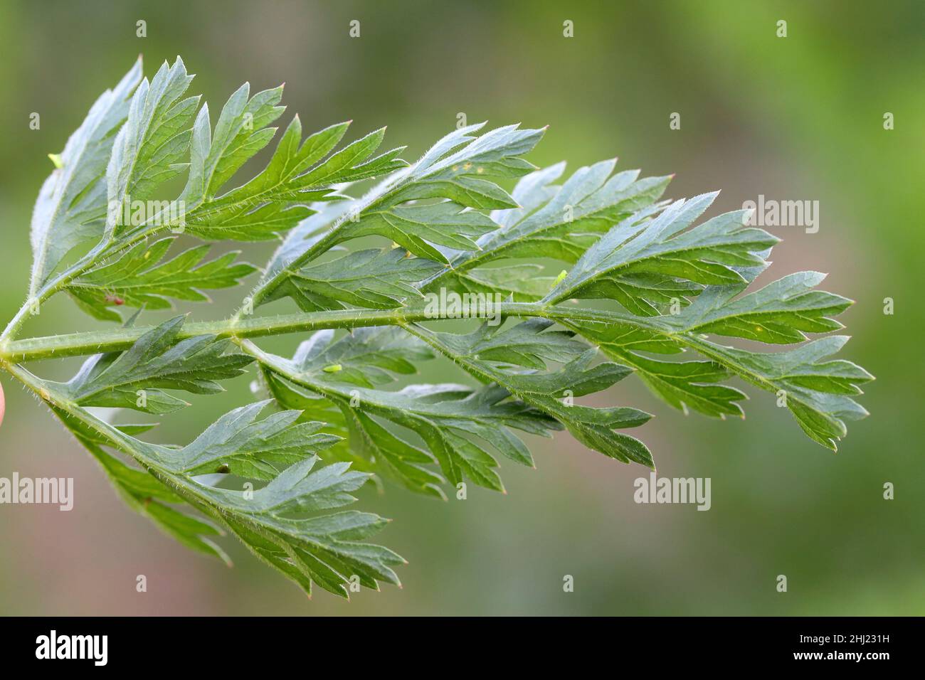 Schädlinge auf Karottenblättern. Blatttrichter und Raupe. Stockfoto