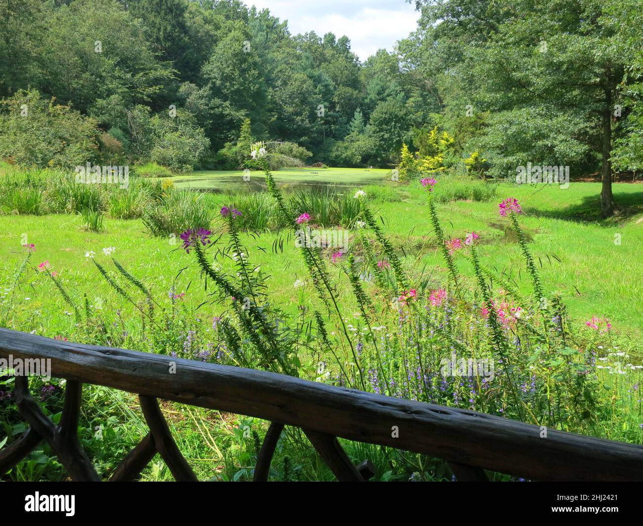 Blumenwiese und teich Fotos und Bildmaterial in hoher Auflösung Alamy