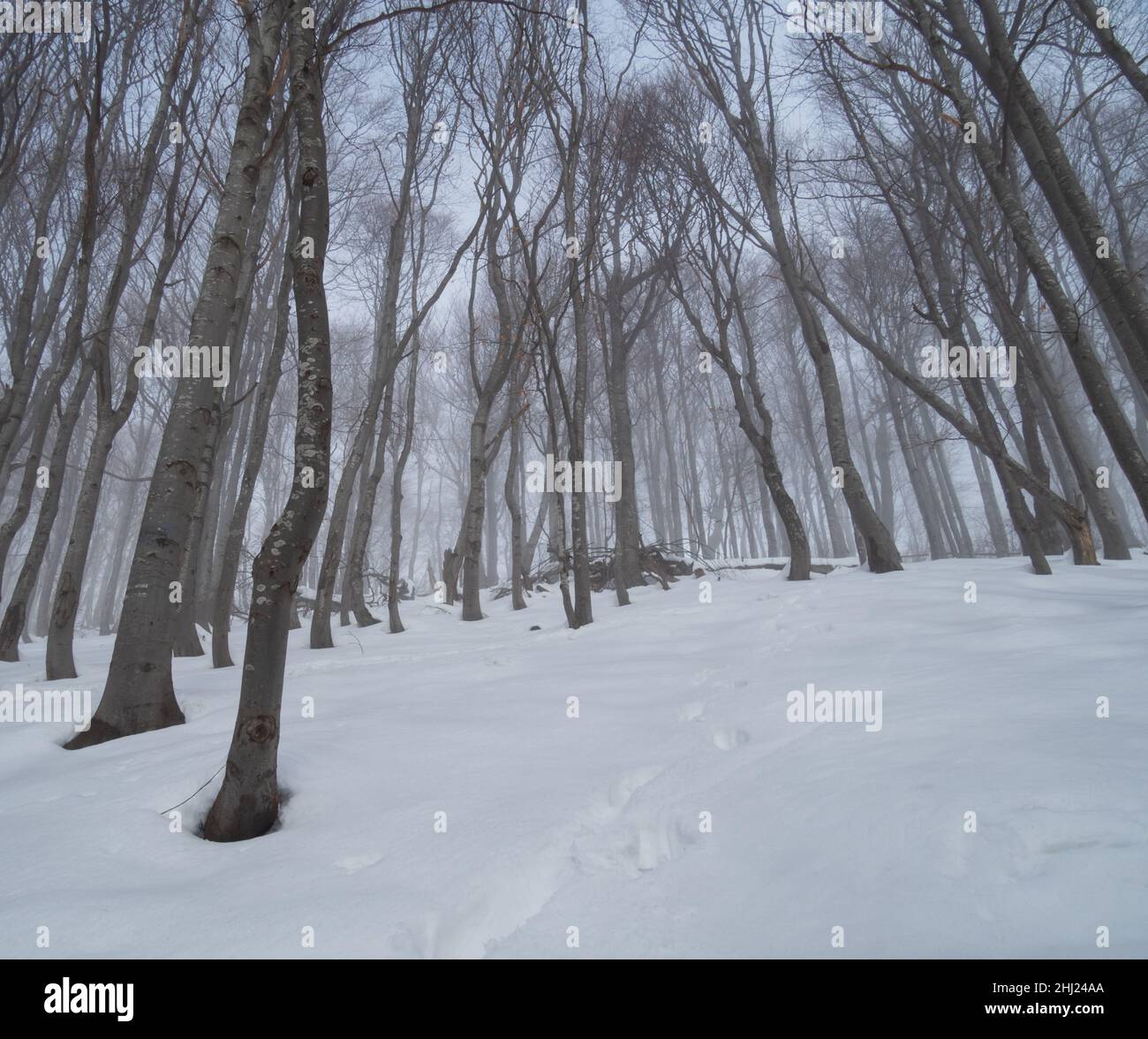 Nationalpark Bieszczady im Winter. Schneebedeckte Pisten von Polonina Wetlińska. Zuwanderweg von Przełęcz Wyżniańska Stockfoto