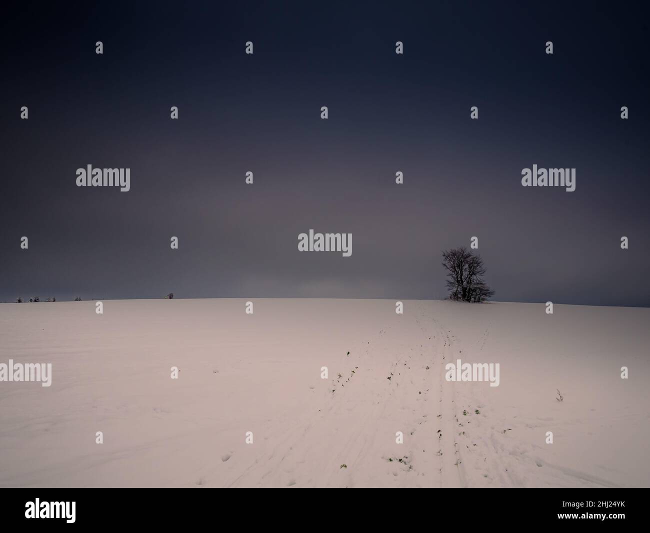 Isolierter einsamer Baum, umgeben von geheimnisvoller düsterer Landschaft. Winter verschneite Landschaft, Vysocina Region, Europa. Stockfoto