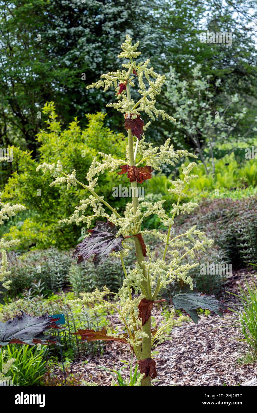 Rheum palmatum var Tanguticum eine im späten Frühling Sommer blühende Pflanze mit einer dunkelrosa Sommerblüte, Stockfoto Stockfoto