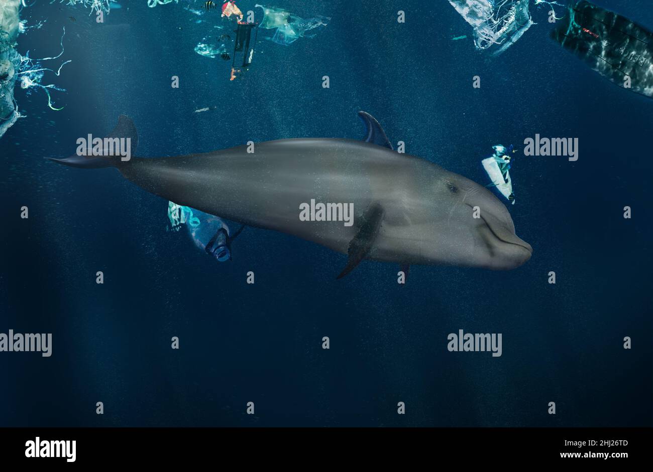 Delfin unter Wasser spielt mit Plastik im Meer. Plastikverschmutzung durch Meerestiere. Meeresschutt. Stockfoto