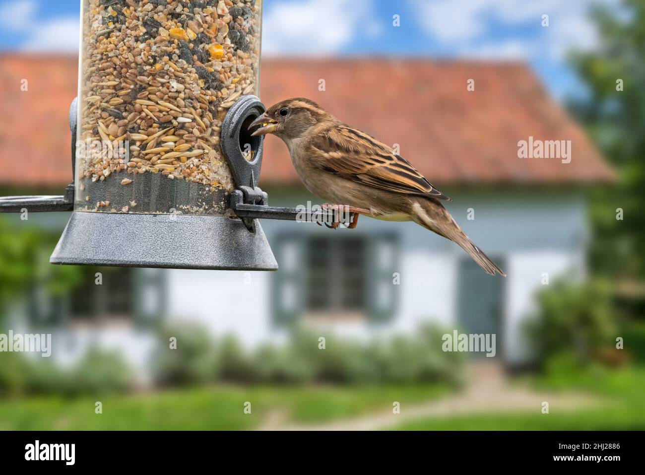 Haussperling (Passer domesticus) Weibchen fressen Samenmischung aus Vogelfutterhäuschen / Vogelfutterhäuschen im Garten des Hauses auf dem Land Stockfoto