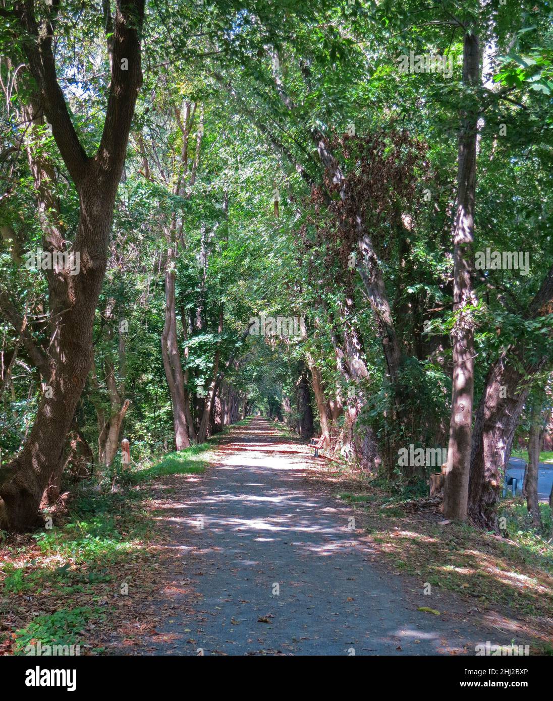 Von Bäumen gesäumter Wanderweg außerhalb von Frenchtown, New Jersey. In der Nähe von Lambertville, New Jersey & New Hope Pennsylvania. Stockfoto