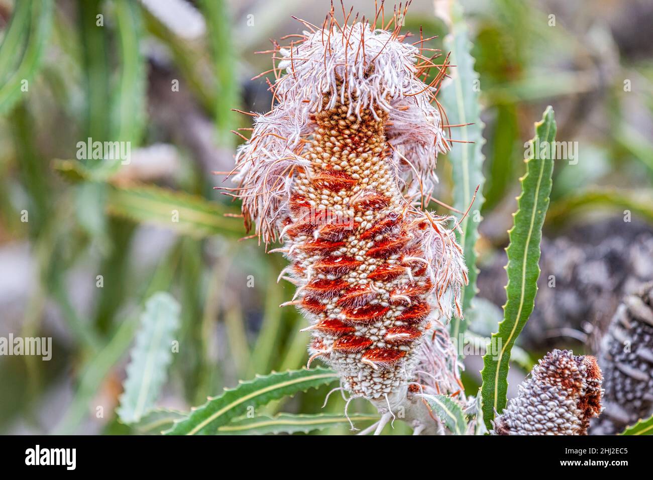 Nahaufnahme der verbrauchten Banksia am Point D'Entrecasteaux in Westaustralien mit reifenden Samenschoten, aus denen die reifen Nüsse ausgeworfen werden, um den Plan zu ermöglichen Stockfoto