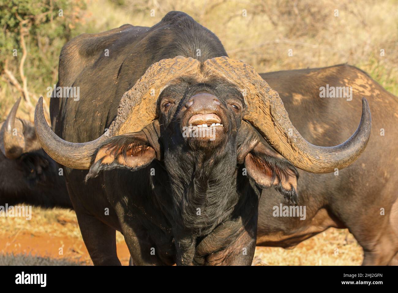 Buffalo Bull zeigt die Reaktion der Flehmen, Südafrika Stockfoto