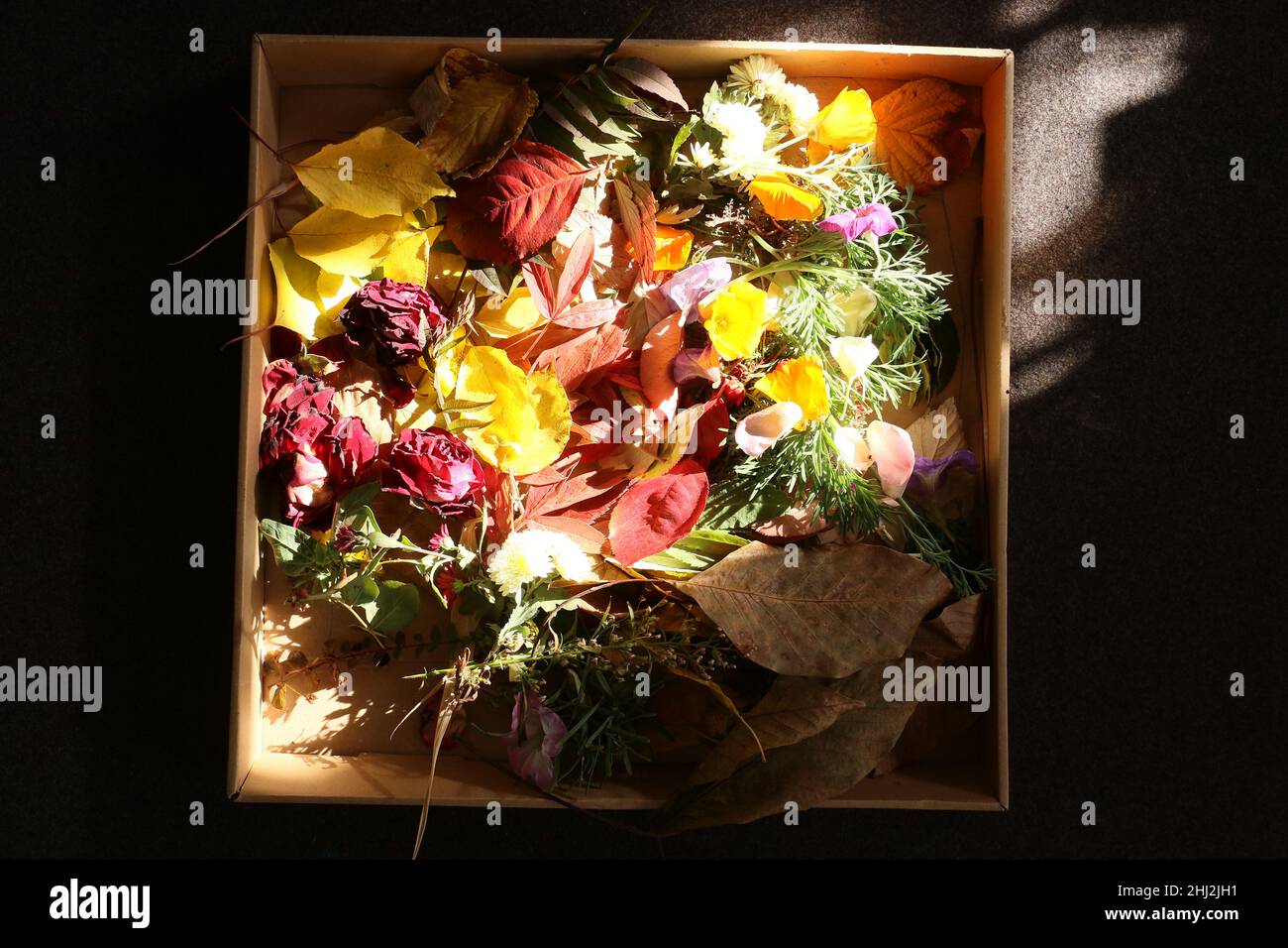Trockene, bunte Blätter und Blumen, die von einem Sonnenstrahl beleuchtet werden. Blumen und Blätter befinden sich im Karton Stockfoto