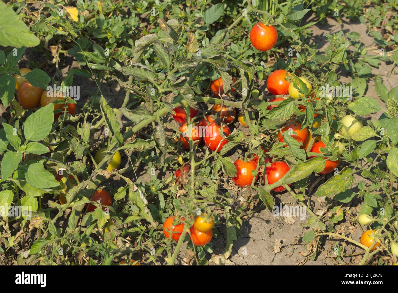 Kirschtomaten ernten. Tomaten auf einem Zweig. Stockfoto