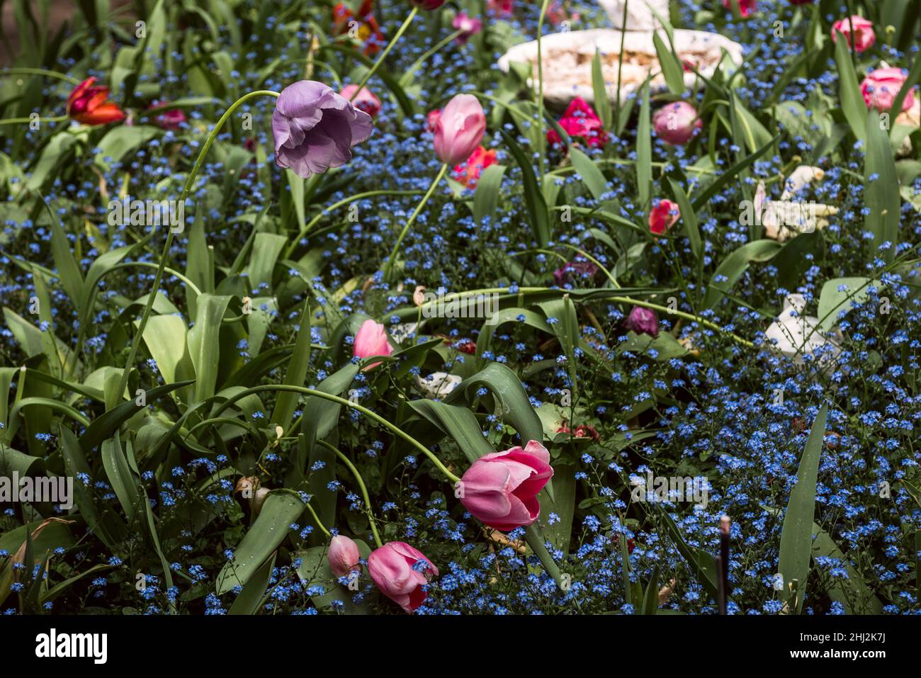 Tulip Gardens at Crystal Hermitage, das Teil der Ananda Gemeinde ist, etwa 15 Meilen nordöstlich von Nevada City, Kalifornien Stockfoto