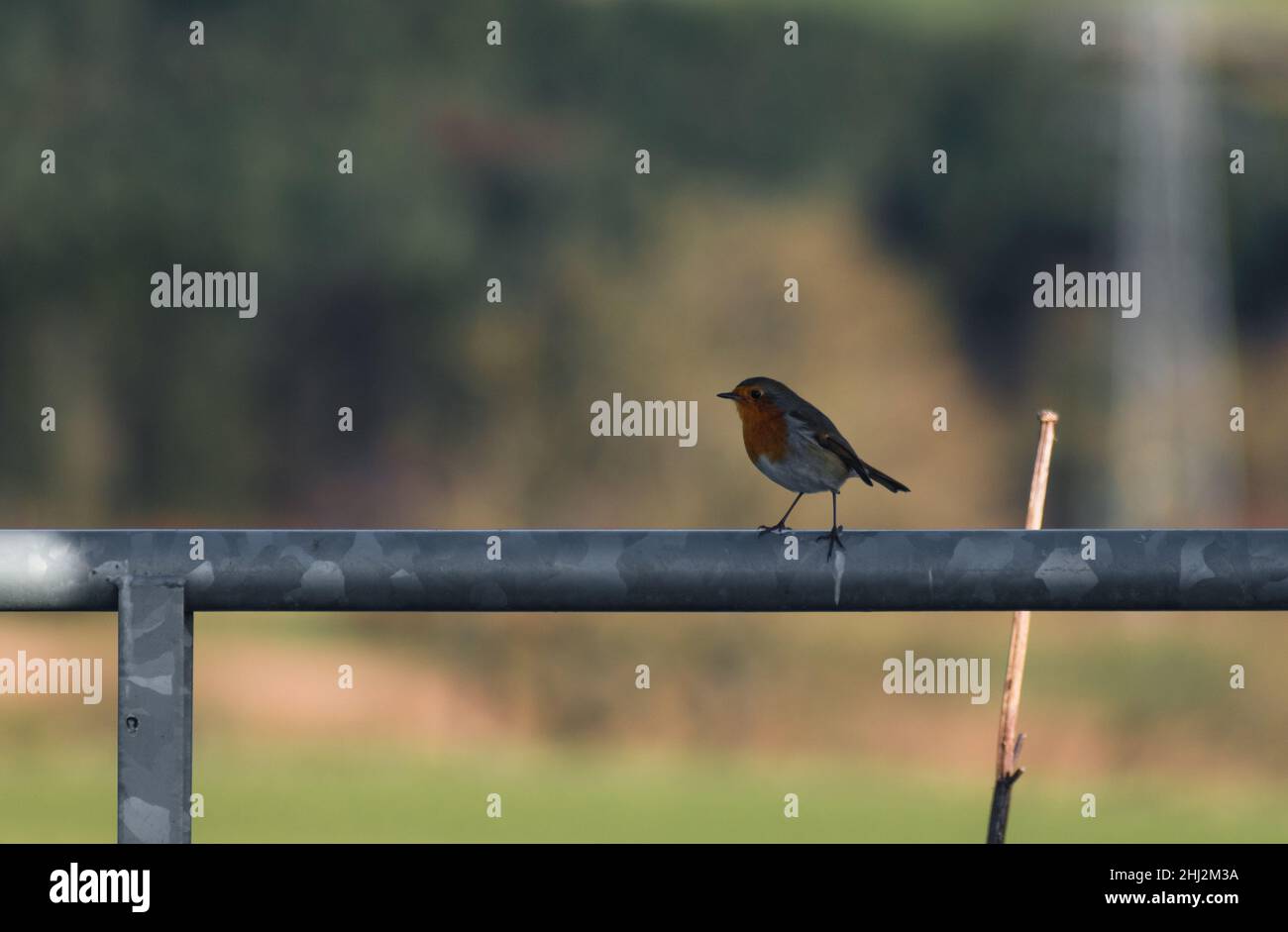 Robin Redbreast thronte mit Blick nach draußen Stockfoto