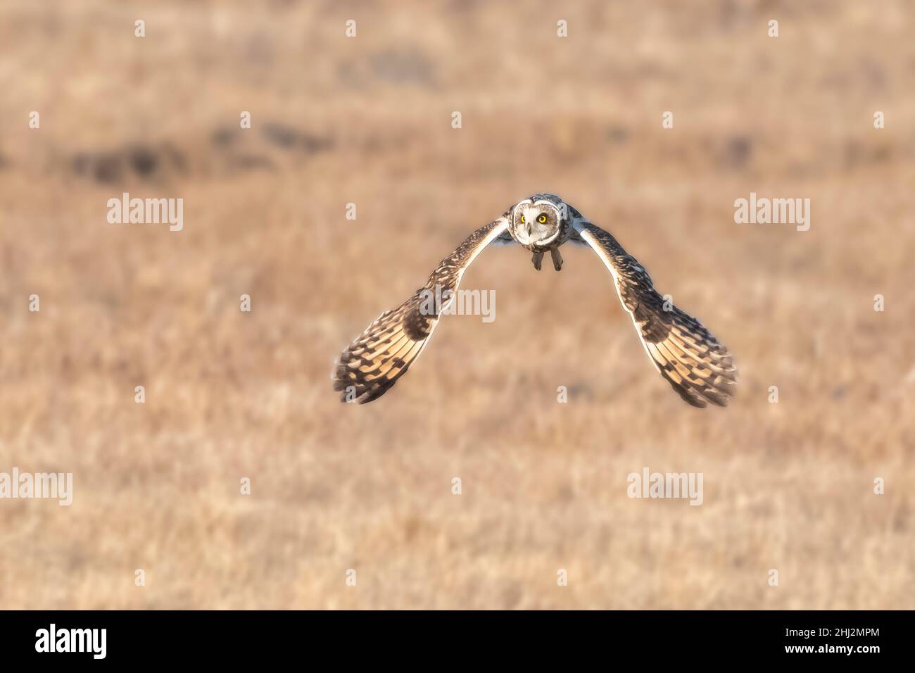 Kurzohreule (ASIO flammeus). Acadia National Park, Maine, USA. Stockfoto