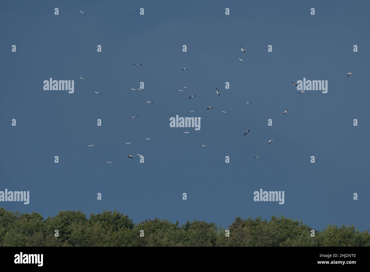 Weißstorch (Ciconia ciconia), Aggregation im Flug, Herbstzug, Departement Haut-Rhin, Elsass, Frankreich Stockfoto