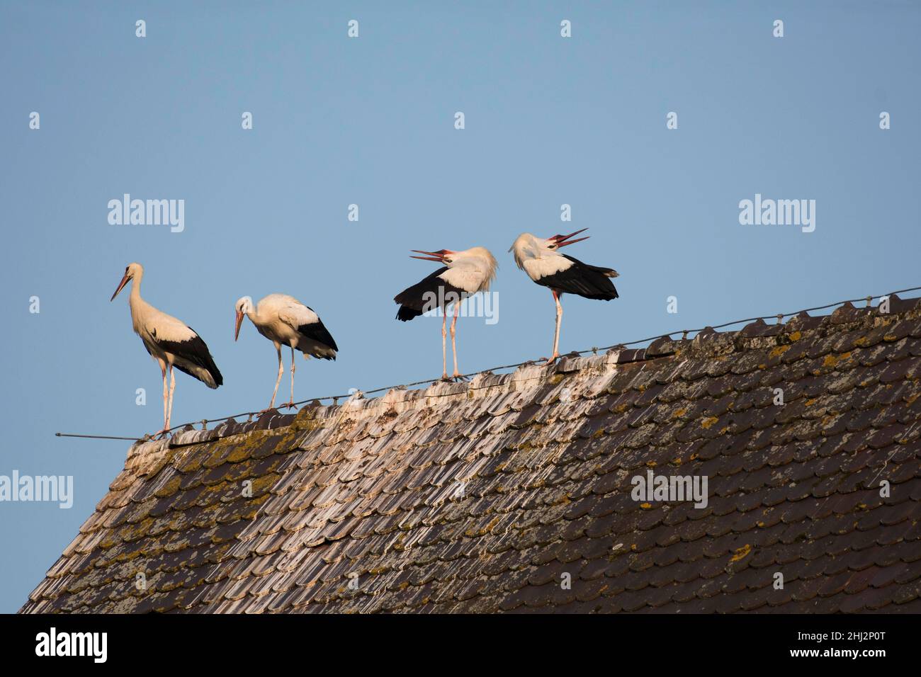 Weißstorch (Ciconia ciconia), Aggregation am Lagerplatz, Kirche, Departement Haut-Rhin, Elsass, Frankreich Stockfoto