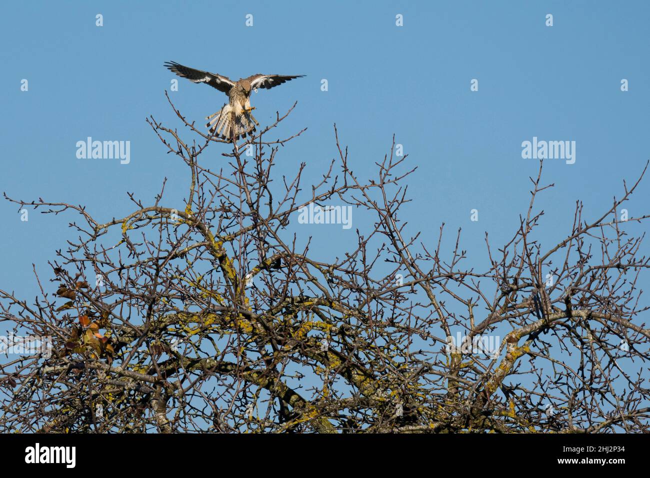 Gemeiner Turmfalken (Falco tinnunculus) Männchen bei der Landung auf Feldbaum, Jura, Solothurn Stockfoto