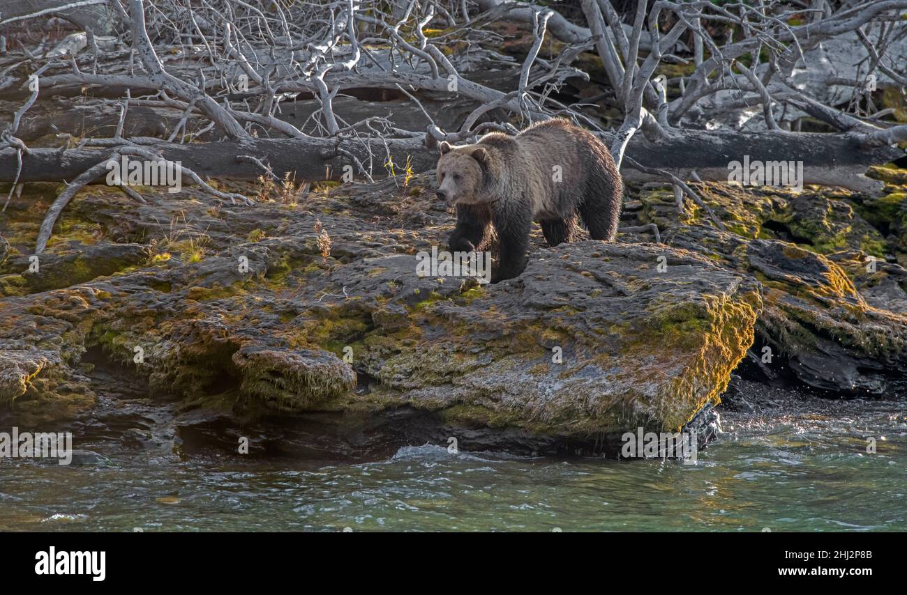 Grizzly Bear (Ursus Arctos) am Ufer des Yellowstone Lake. Oktober im Yellowstone National Park, Wyoming, USA. Stockfoto