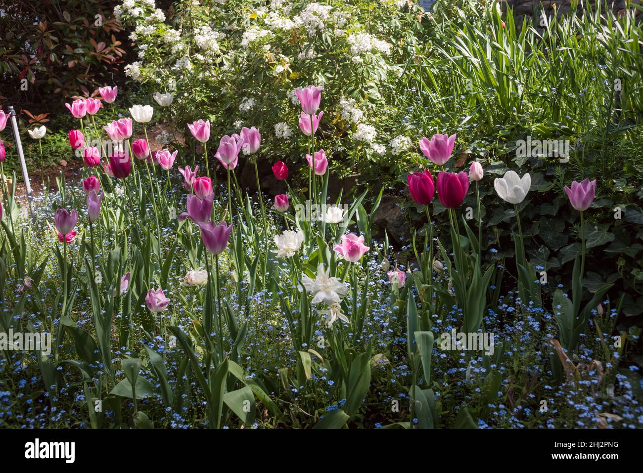 Tulip Gardens at Crystal Hermitage, das Teil der Ananda Gemeinde ist, etwa 15 Meilen nordöstlich von Nevada City, Kalifornien Stockfoto