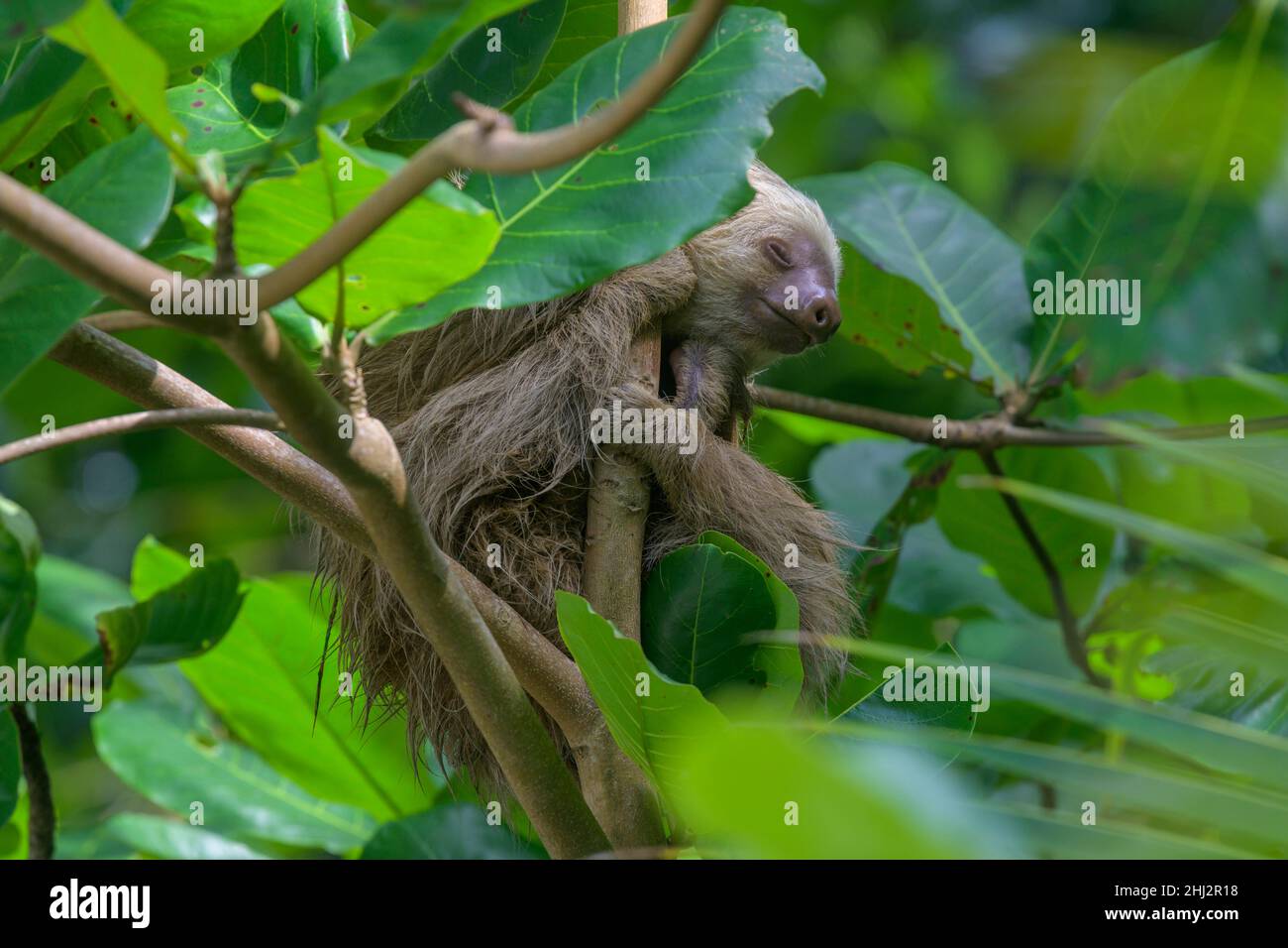 Hoffmanns Zweizehen-Faultier (Choloepus hoffmanni), Cahuita-Nationalpark, Puerto Limon, Costa Rica Stockfoto