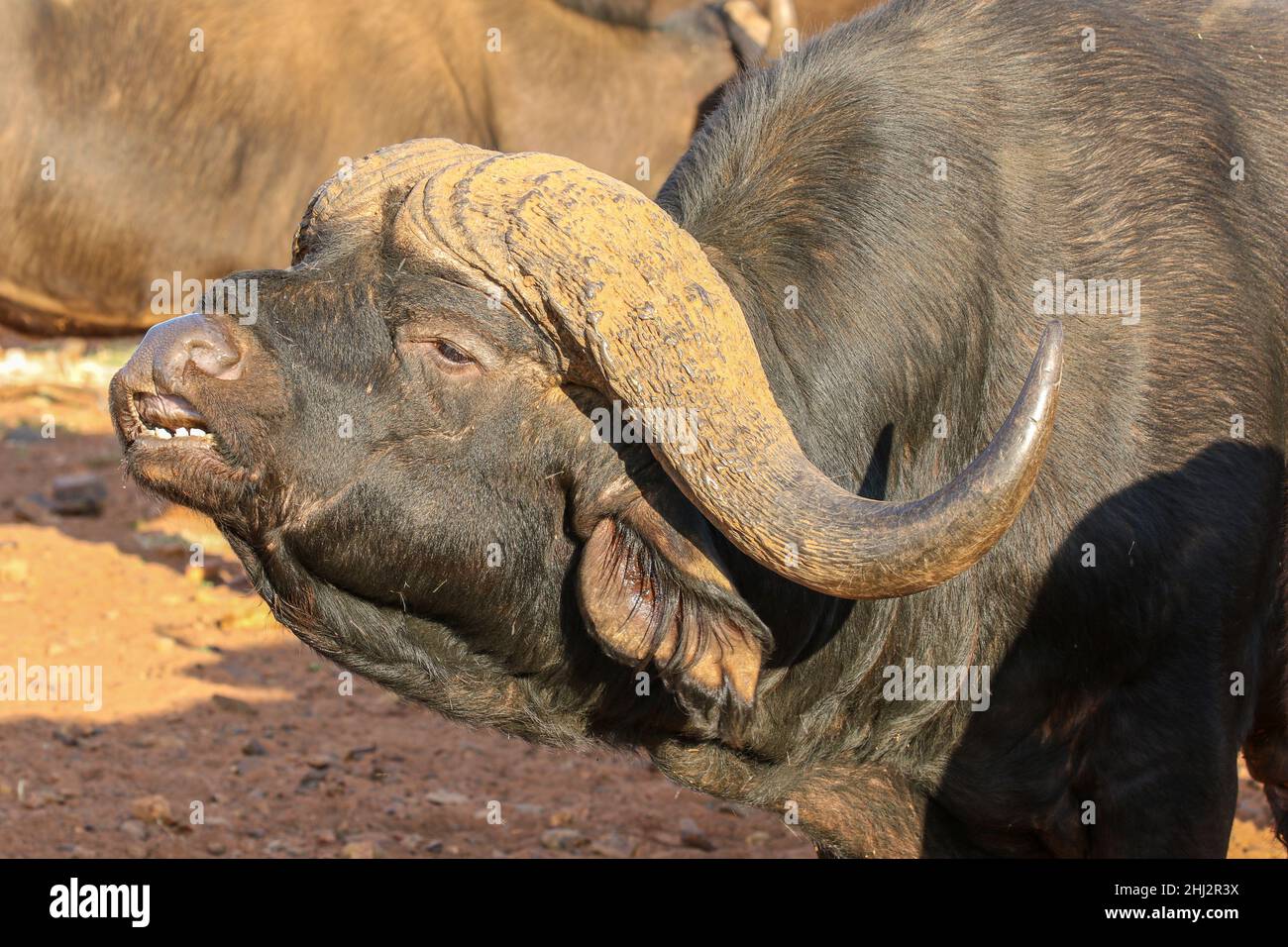 Buffalo Bull zeigt die Reaktion der Flehmen, Südafrika Stockfoto