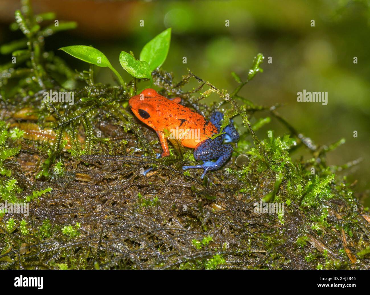 Erdbeergift-Dart Frosch (Oophaga pumilio) Blue Jeans Farbvariante, La Selva Biological Station, Sarapiqui, Heredia, Costa Rica Stockfoto