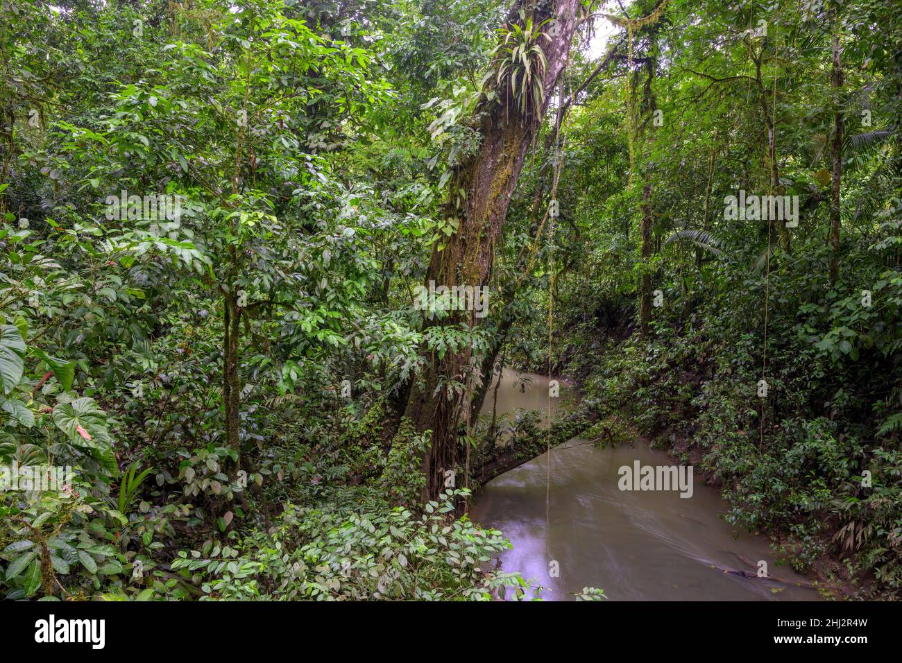 Regenwald am Bach, Biologische Station La Selva, Sarapiqui, Heredia, Costa Rica Stockfoto