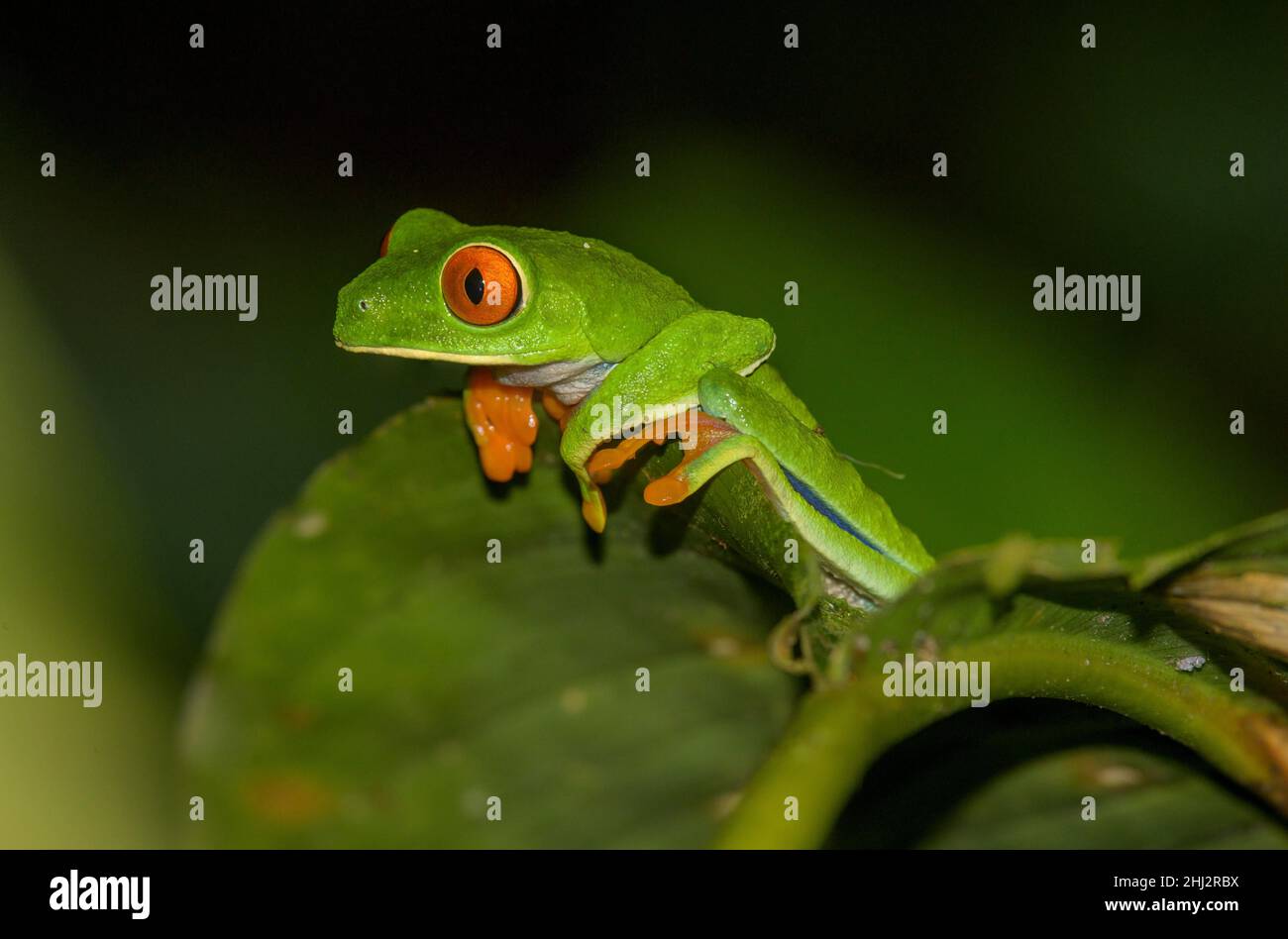 Rotäugiger Baumfrosch (Agalychnis callidyas), Arenal Observatory Lodge, Fortuna, Provinz Alajuela, Costa Rica Stockfoto