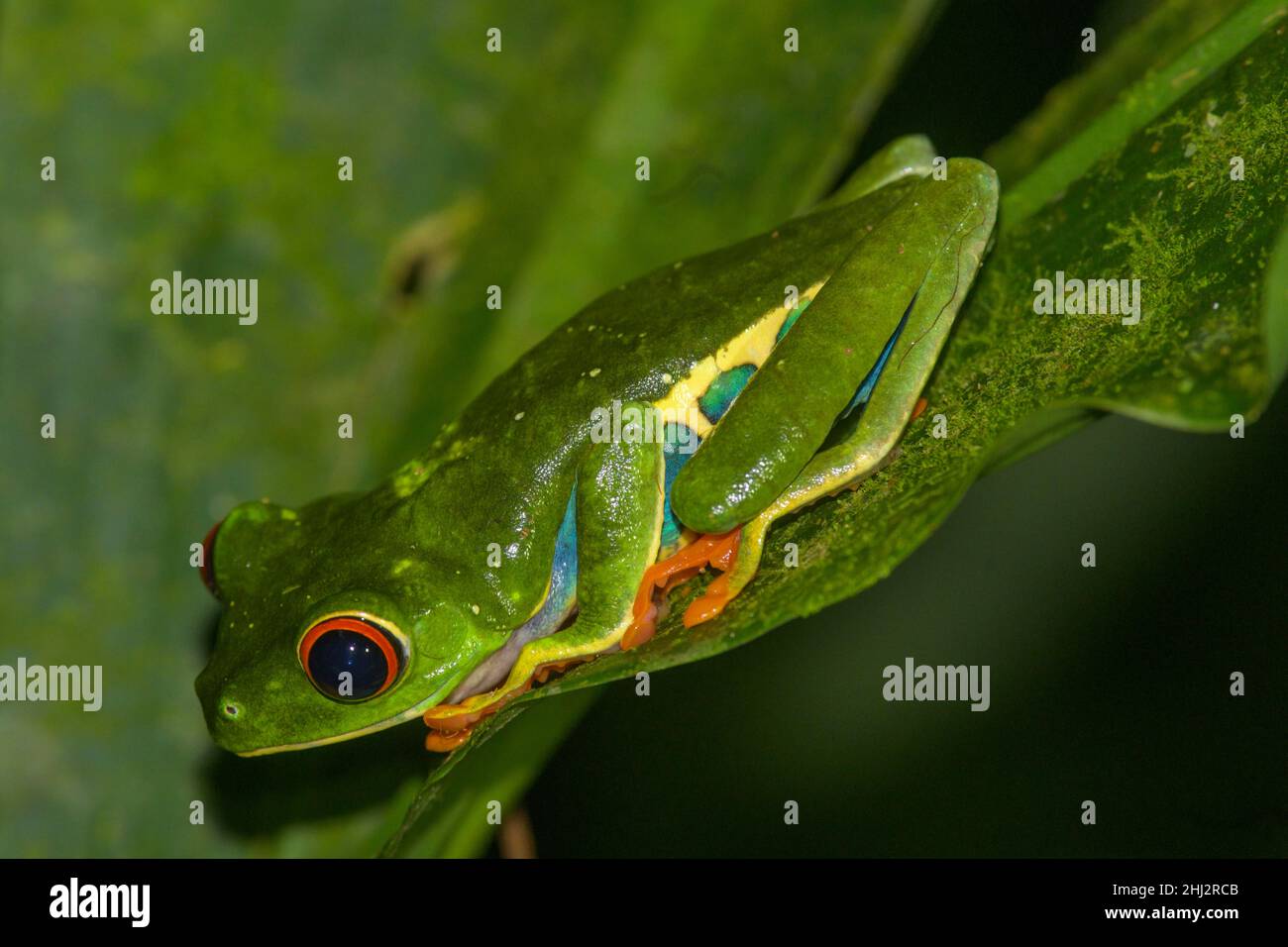 Rotäugiger Baumfrosch (Agalychnis callidyas), Arenal Observatory Lodge, Fortuna, Provinz Alajuela, Costa Rica Stockfoto