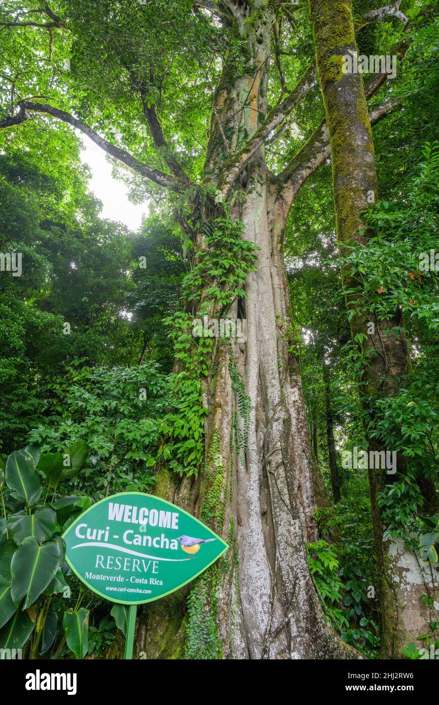 Regenwald, Willkommensschild, Curi Cancha Nature Reserve, Monteverde, Provinz Puntarenas, Costa Rica Stockfoto