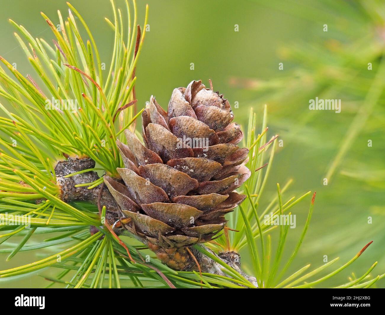 Lärchenzapfen und europäische Lärche (Larix dechidua), Salten, Jenesien, Bozen, Bozen, Südtirol, Italien Stockfoto