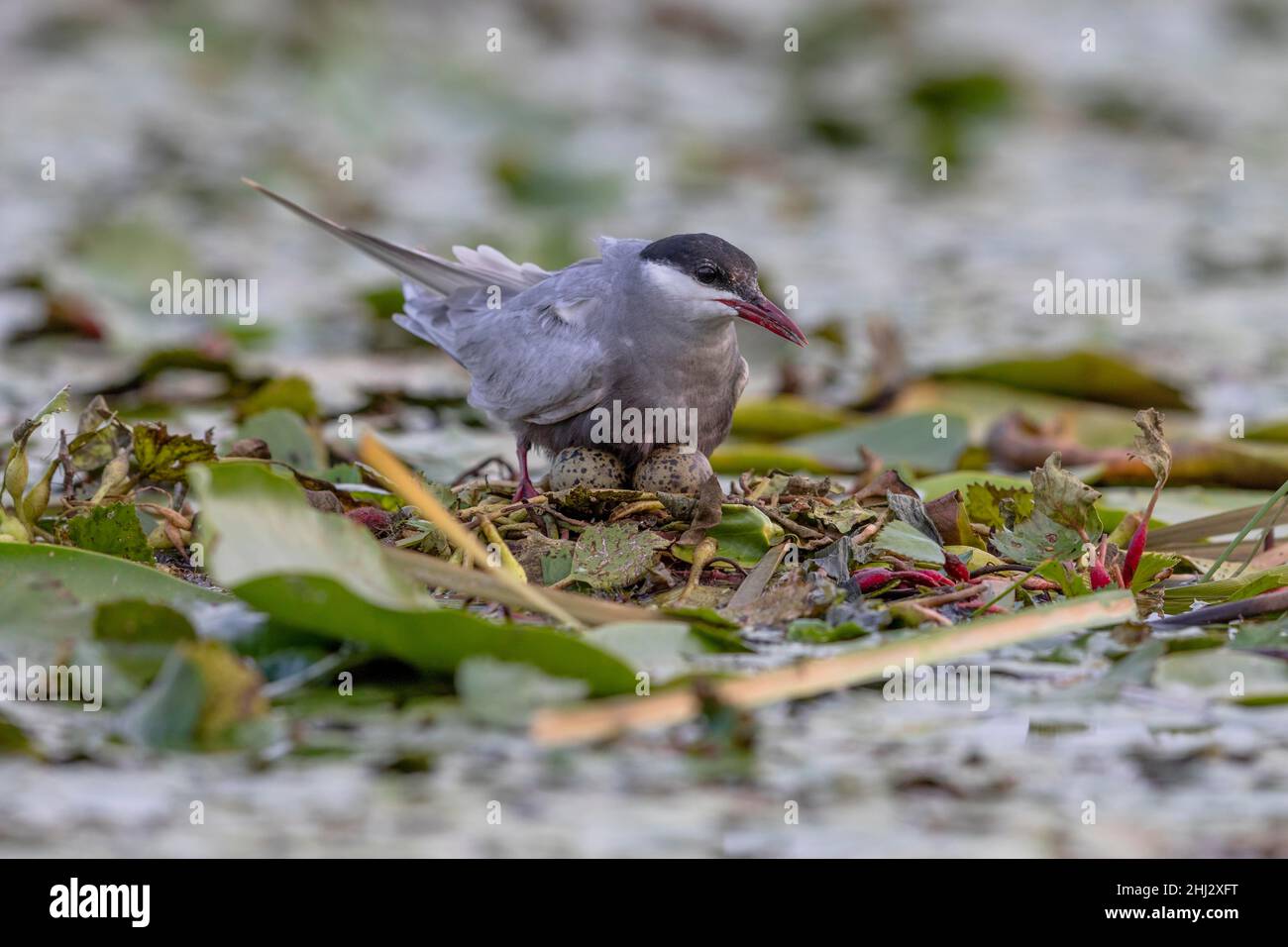 Weißbärtige Seeschwalbe (Chlidonias hybridus) auf dem Nest mit 2 Eiern, Tisza, Ungarn Stockfoto