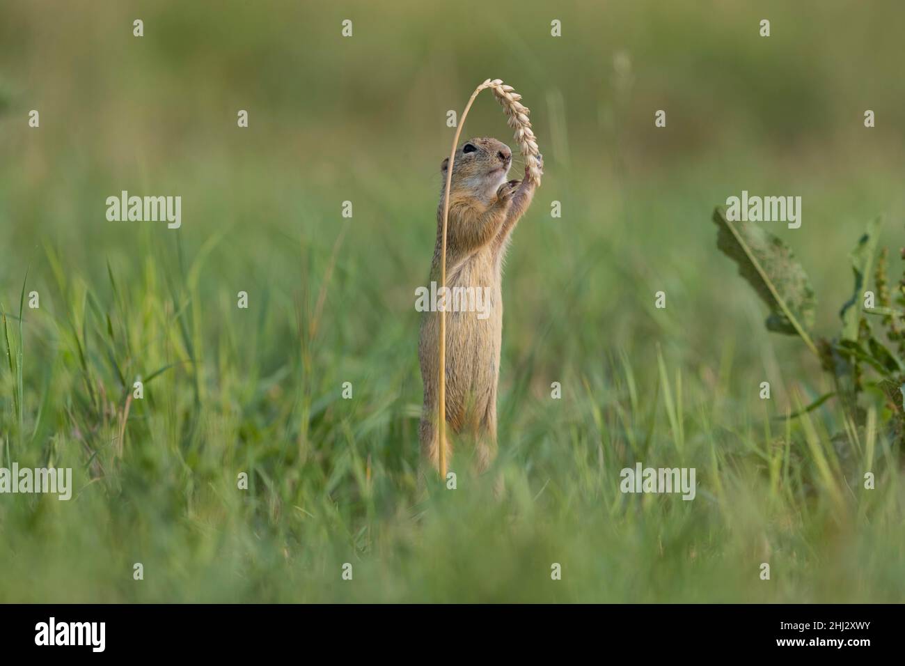 Europäisches Ziesel (Spermophilus citellus) mit Weizenstiel, Niederösterreich, Österreich Stockfoto