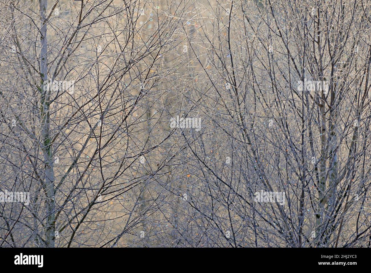Birken (Betula), Eiskristalle leuchten in Regenbogenfarben auf Ästen und Zweigen, Spätherbst, Naturpark Arnsberger Wald, Nordrhein-Westfalen Stockfoto