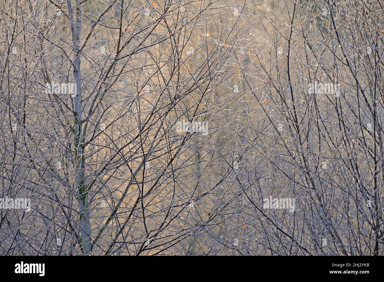 Birken (Betula), Eiskristalle leuchten in Regenbogenfarben auf Ästen und Zweigen, Spätherbst, Naturpark Arnsberger Wald, Nordrhein-Westfalen Stockfoto