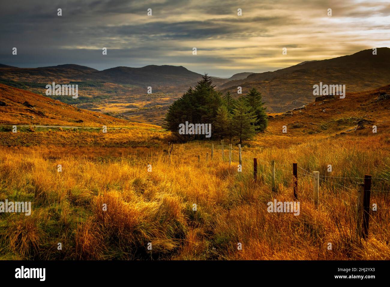 Herbstlandschaft mit Zaun und einer kleinen Gruppe von Bäumen, Killarny, County Kerry, Irland Stockfoto