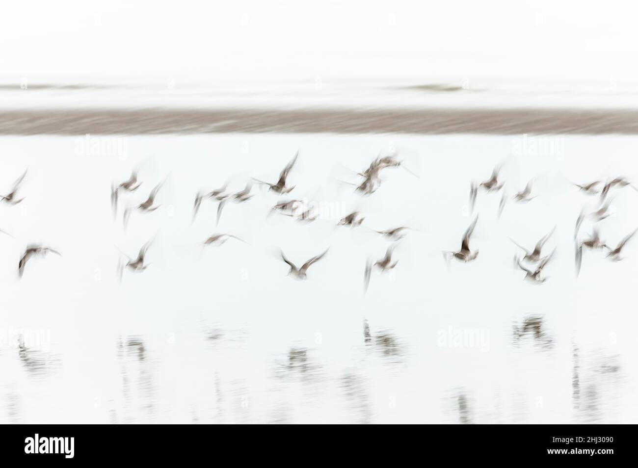 Fliegende Vögel auf dem Nordatlantik im Nebel, Schwerter, Dublin, Irland Stockfoto