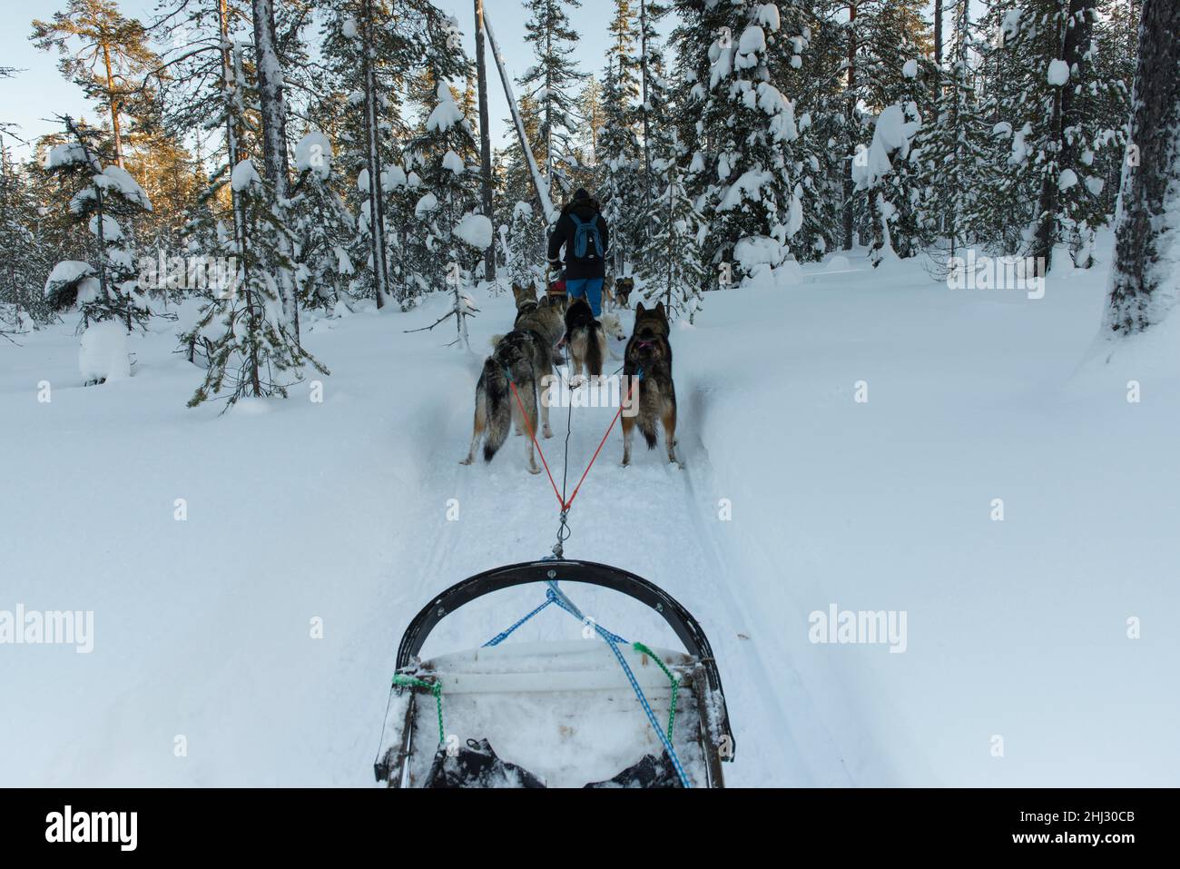 Unterwegs mit Hundeschlitten in verschneiten Landschaften, Riisitunturi-Nationalpark, Lappland, Finnland Stockfoto