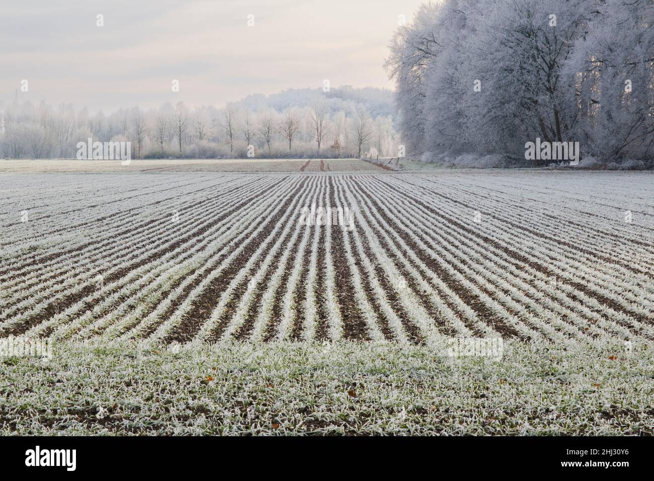 Feld und Landschaft mit Raureif, Kamen, Ruhrgebiet, Nordrhein-Westfalen, Deutschland Stockfoto