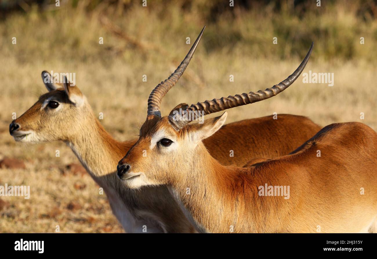 Roten Letschwe, Okavango Delta, Botswana Stockfoto