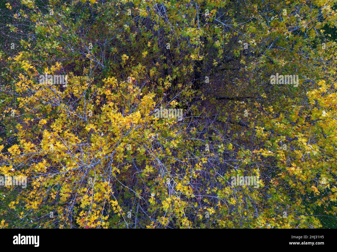Drohnenbild, herbstlicher Laubbaum, von oben, Zell am Moos am Irrsee, Salzkammergut, Oberösterreich, Österreich Stockfoto