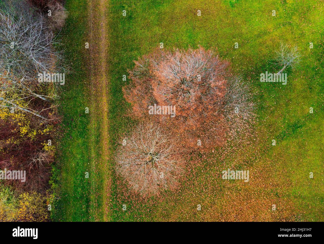 Drohnenschuss, herbstliche Laubbäume, von oben, Zell am Moos am Irrsee, Salzkammergut, Oberösterreich, Österreich Stockfoto