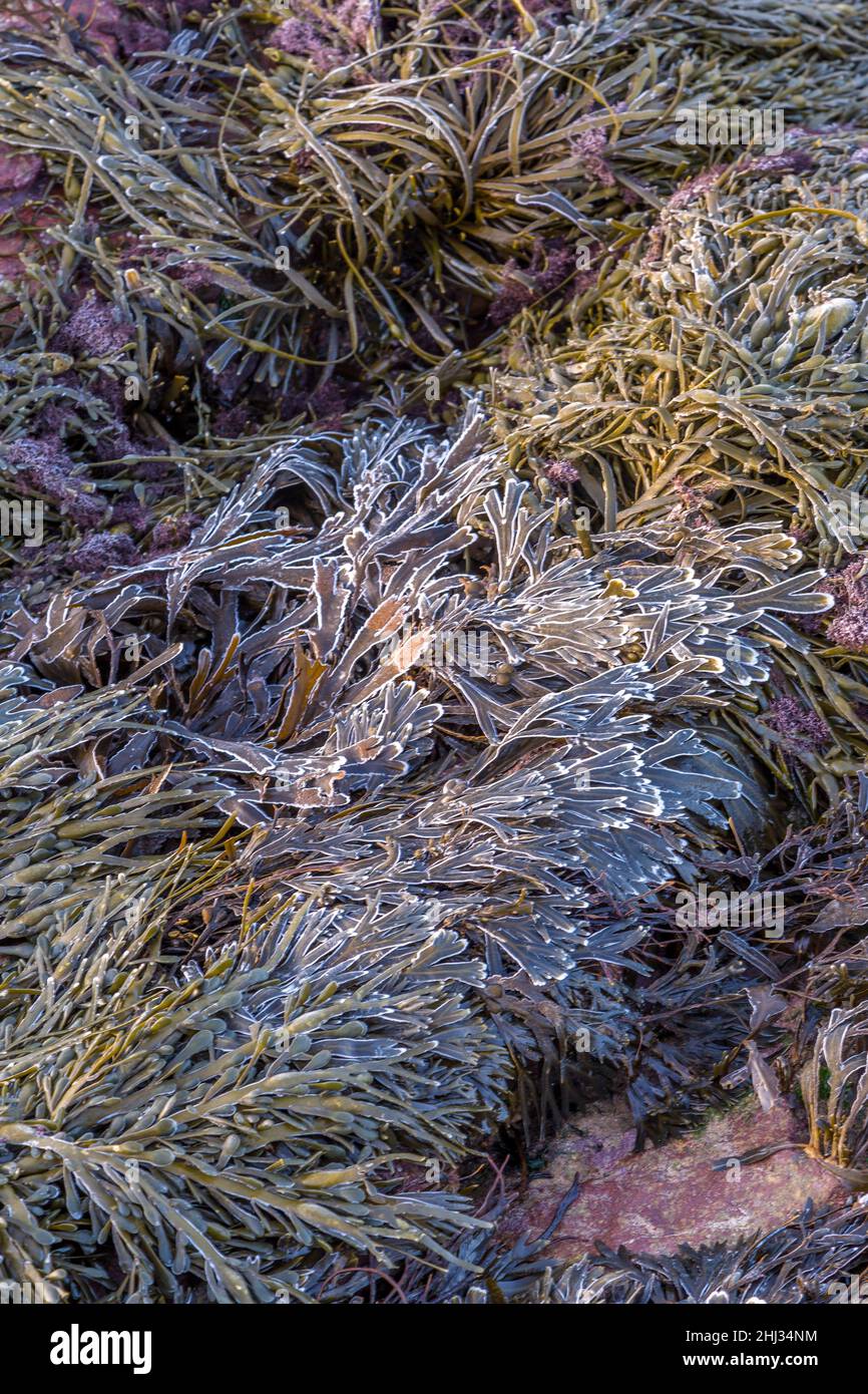 Gefrorener Seetang mit frostbedeckten Spitzen auf einem Felsen in Tynemouth, England Stockfoto