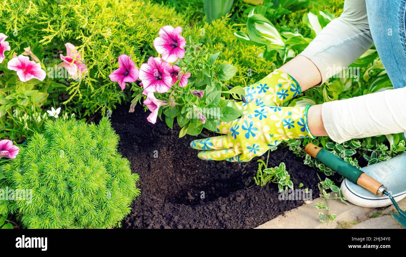 Blühende Petunia Sämlinge in den Händen des Gärtners sind bereit für die Bepflanzung in einem Blumenbeet. Garten- und Landschaftsarbeiten auf dem gepflegten Blumenbeet in sp Stockfoto