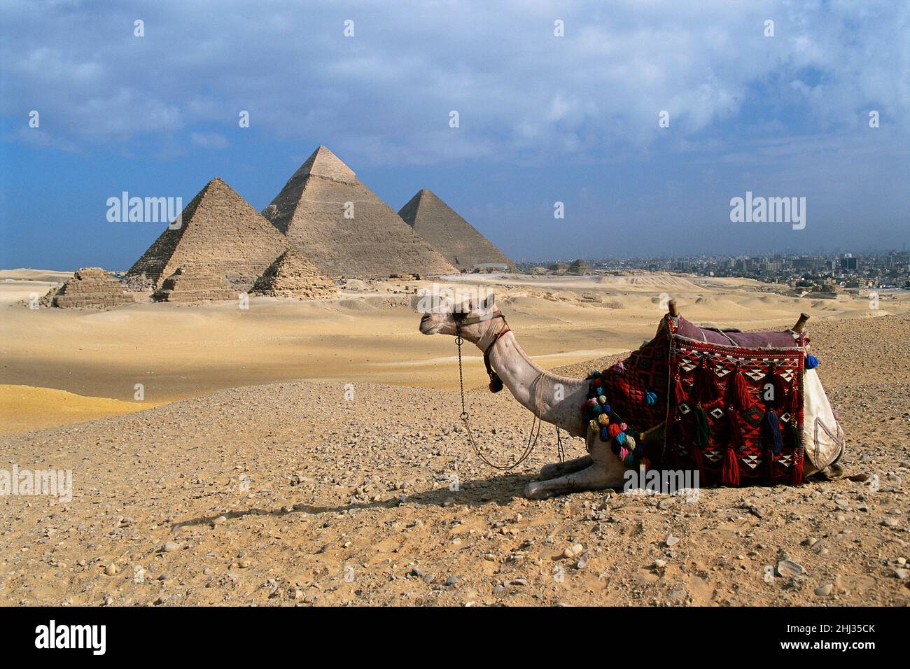 Kamel vor den Großen Pyramiden, Gizeh, Ägypten Stockfoto