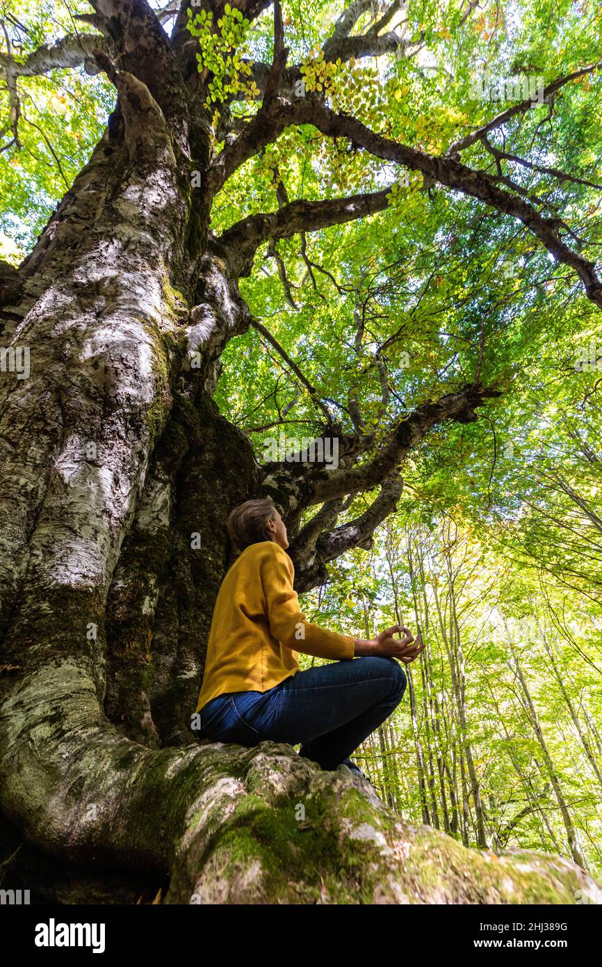 Yoga-Meditation in einem Buchenholz. Eine junge Frau, die zwischen den Wurzeln einer alten Buche sitzt, entspannt sich bei einer Yoga-Meditation. Naturkonzept. Stockfoto