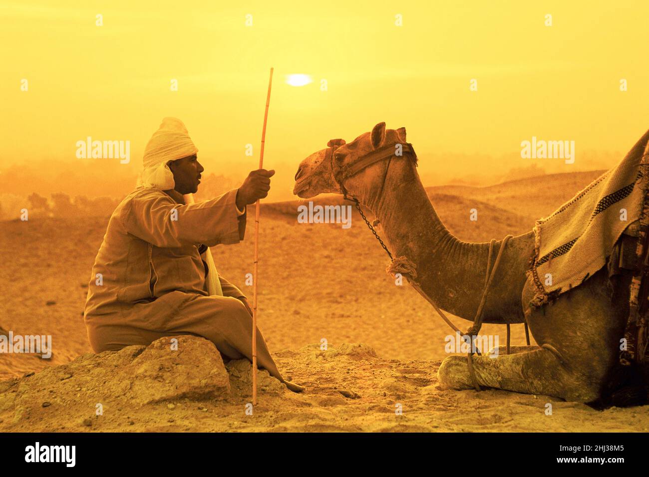 Ägyptischer Mann, der bei Sonnenaufgang an einem Kamel in Ägypten sitzt Stockfoto
