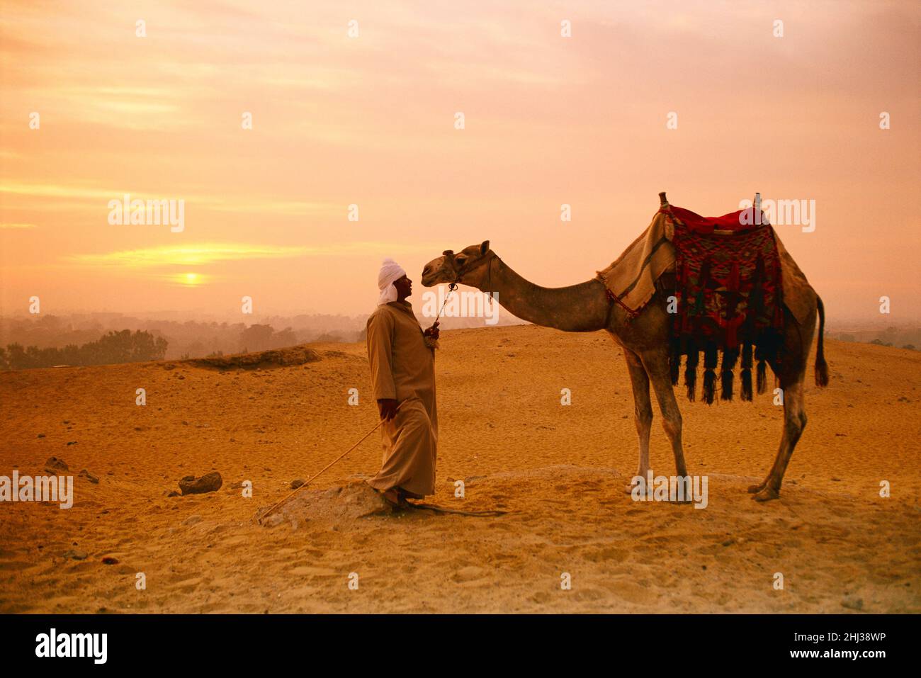 Ägyptischer Mann, der bei Sonnenaufgang neben einem Kamel in Ägypten steht Stockfoto